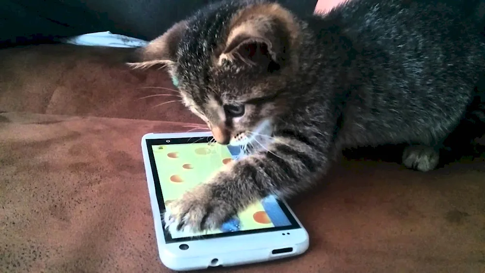 Kitten with a phone