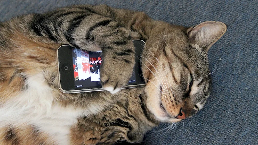 Kitten with a phone