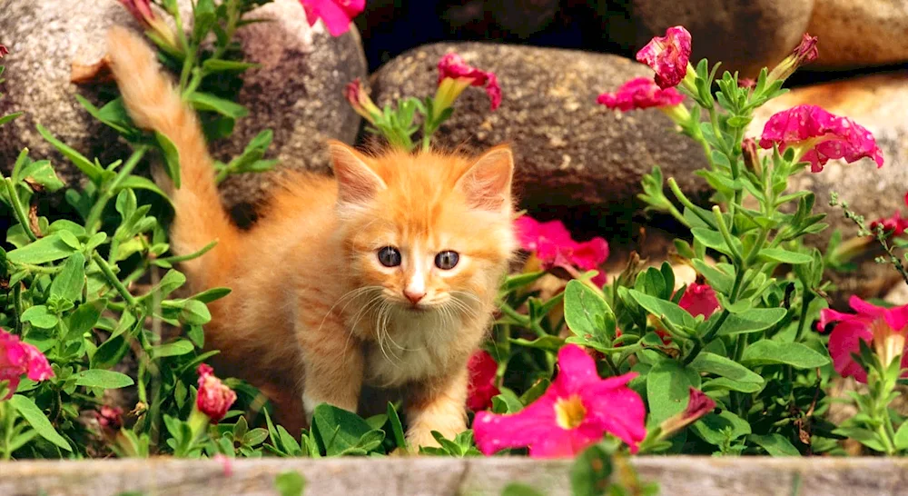 Cat in flowers and flowers