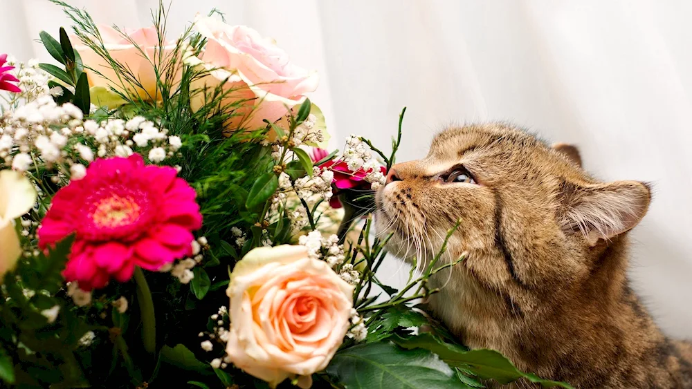 Cat in flowers