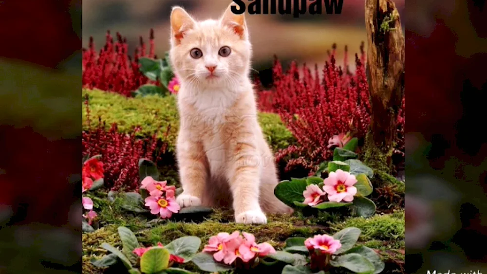 Cat with flower