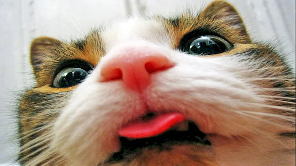 Little kitten