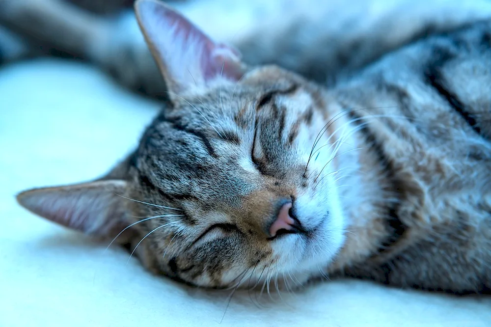Sleeping cat cat