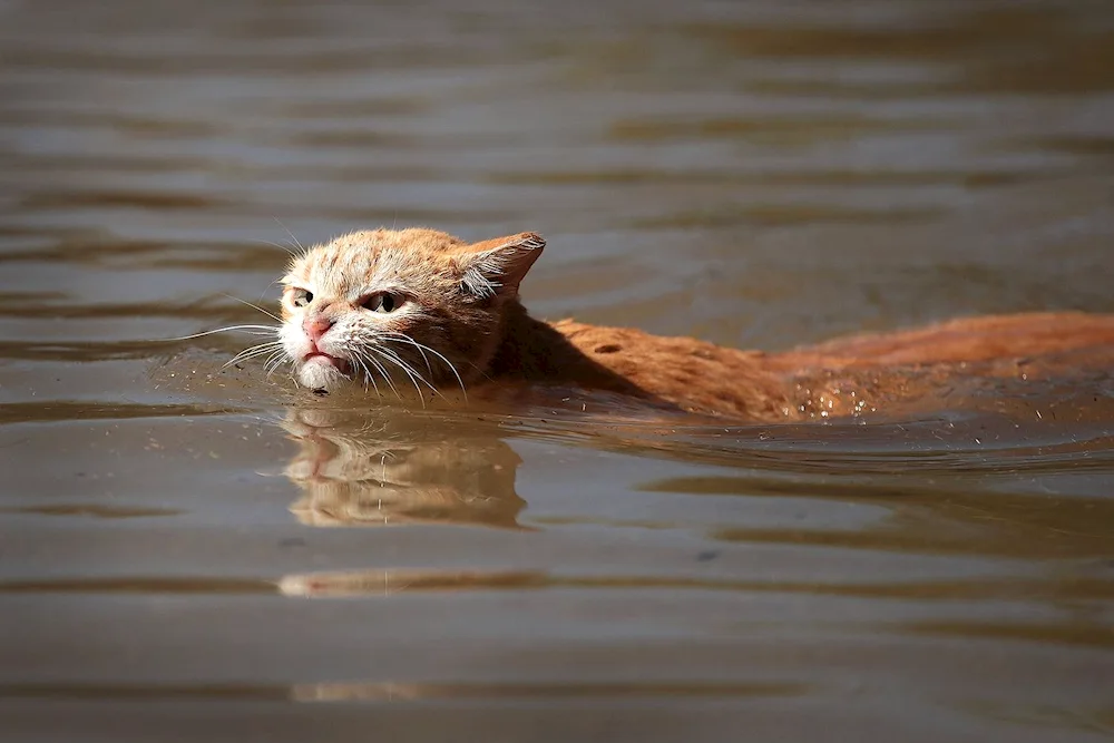 Cat washing