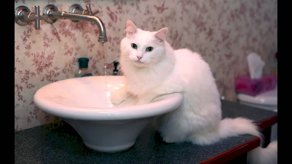 Cat in the bath