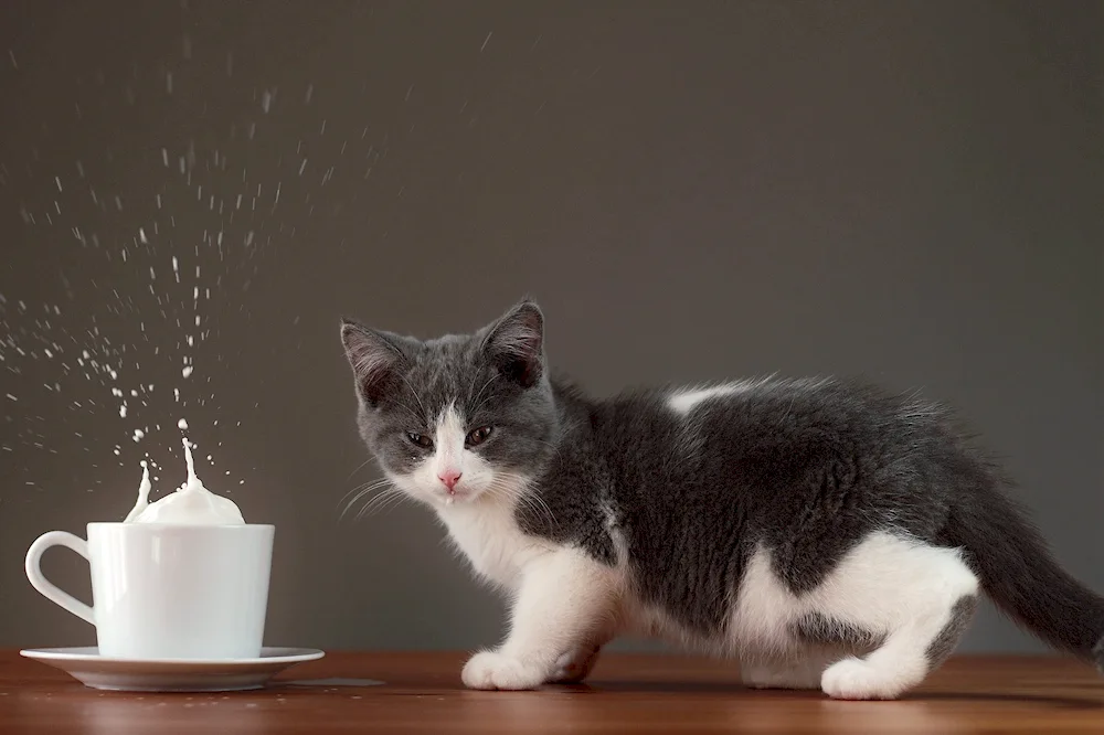 Kitten in a milk bottle