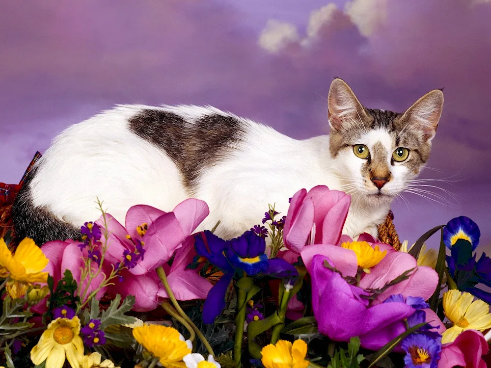 Cat in flowers and flowers