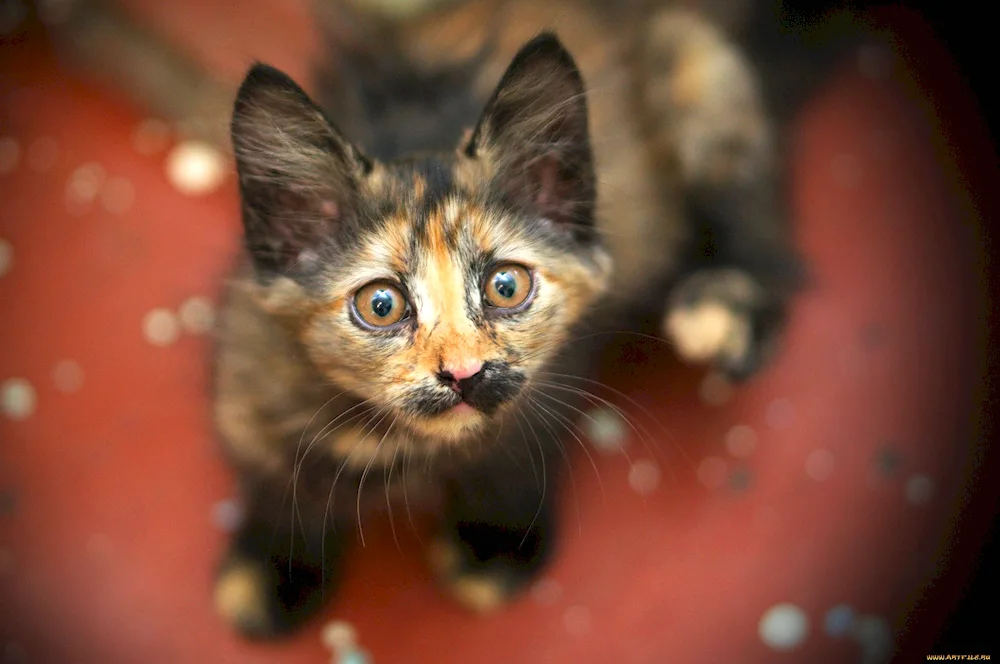 Kittens. tortoiseshell