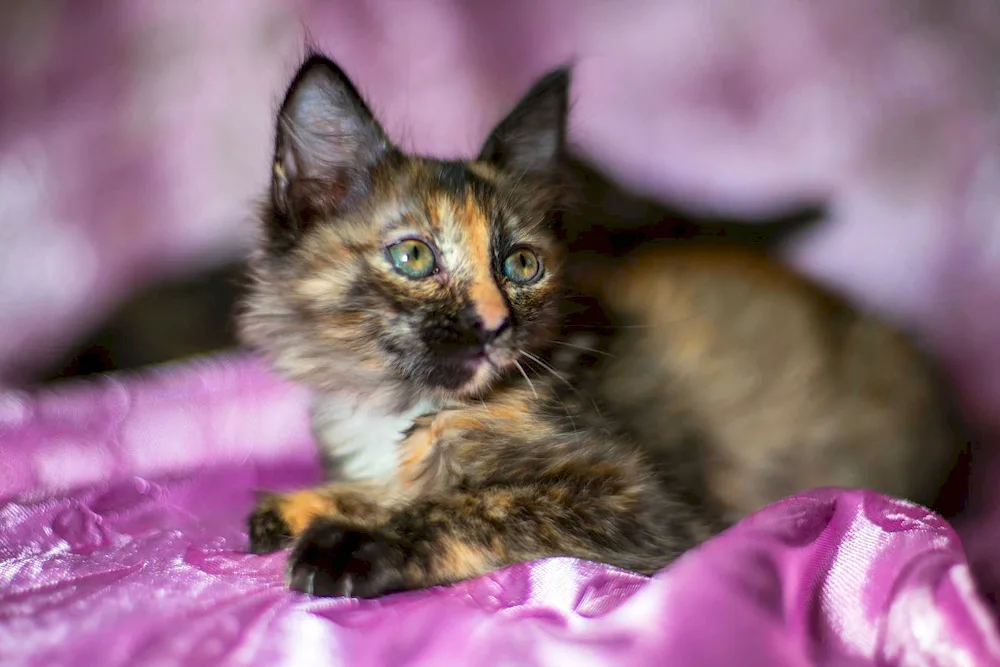 Tortoiseshell kittens