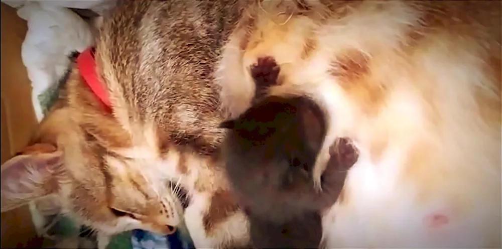 Kittens fighting for milk