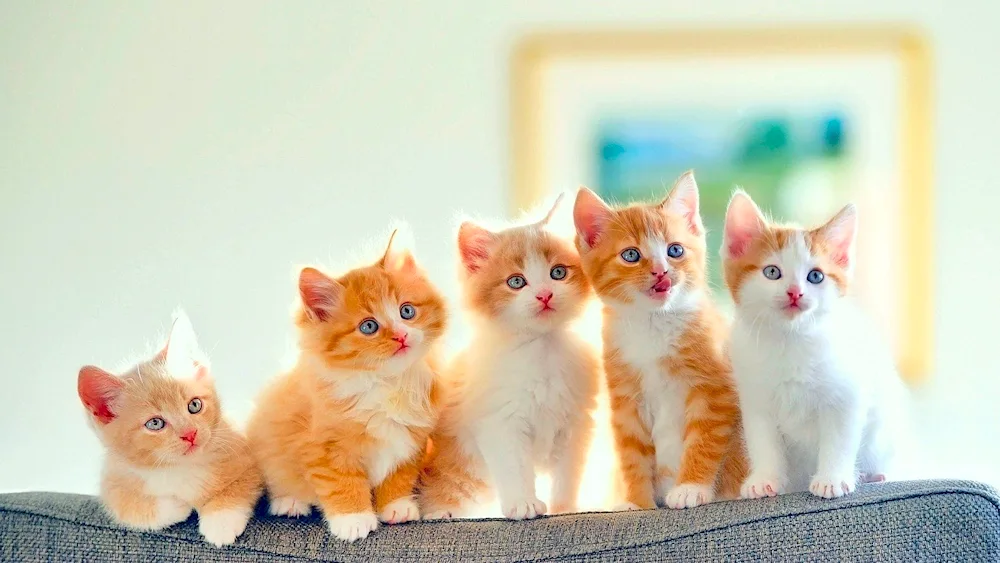 Kittens for relaxation