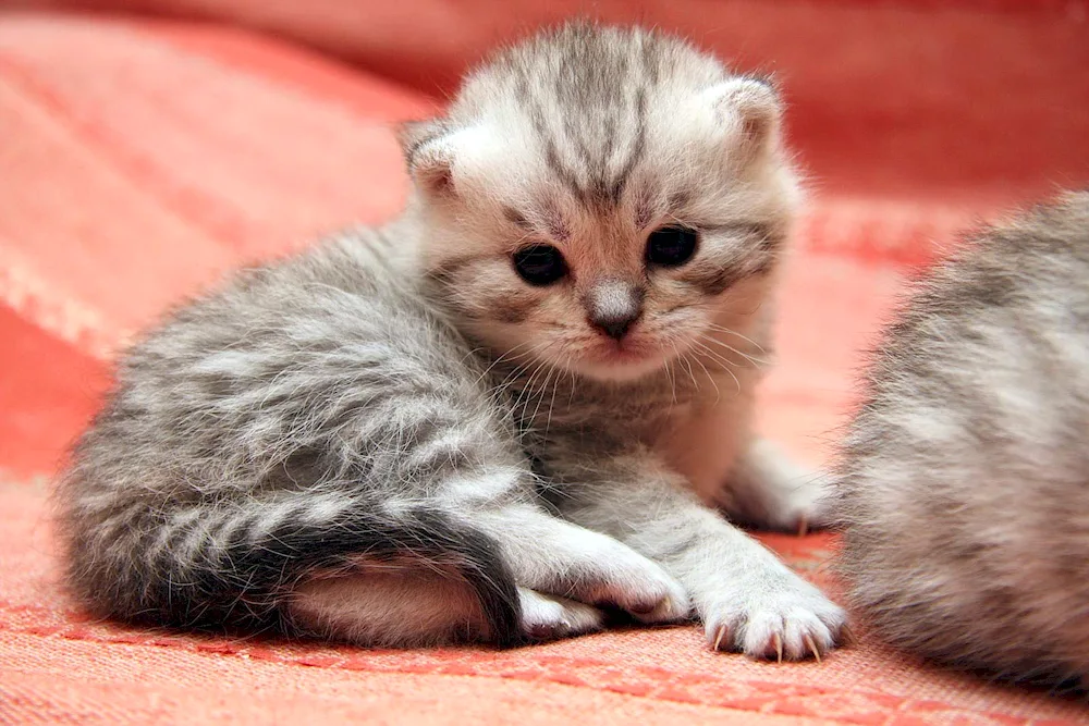 Kittens photo