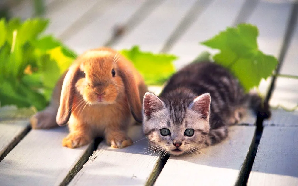 Cat and rabbit