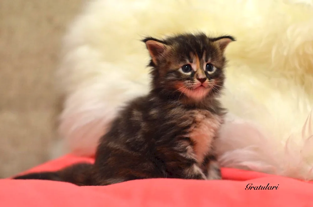 Maine Coon kittens 2 weeks old