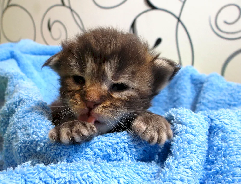 Maine Coon kittens 3 weeks old