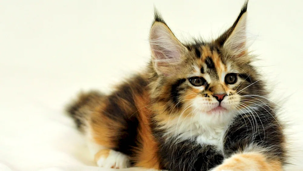 Turtle Maine Coon kittens photo