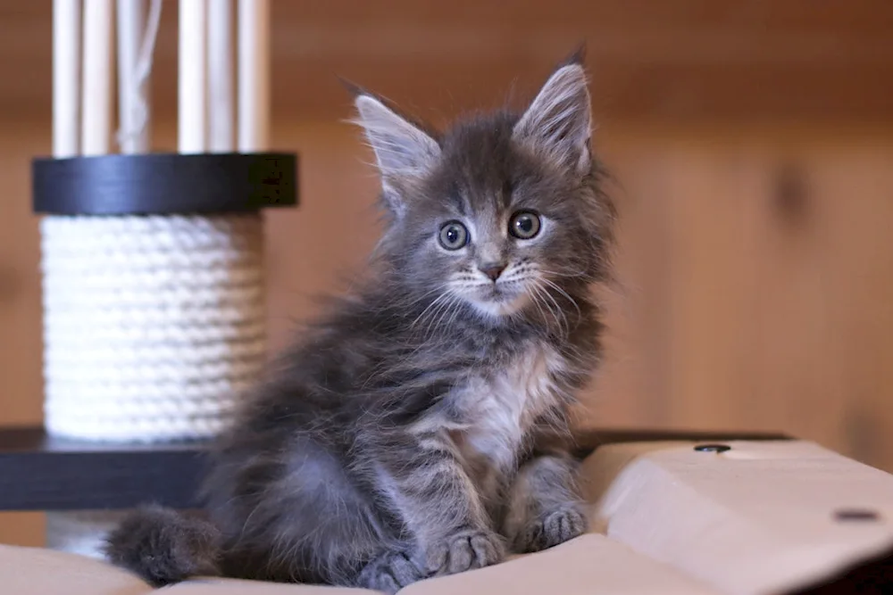 Maine coon kittens