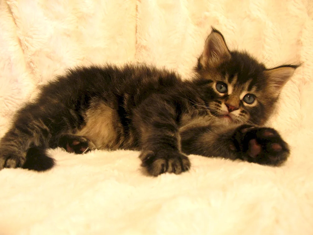 Maine Coon kittens Newborn