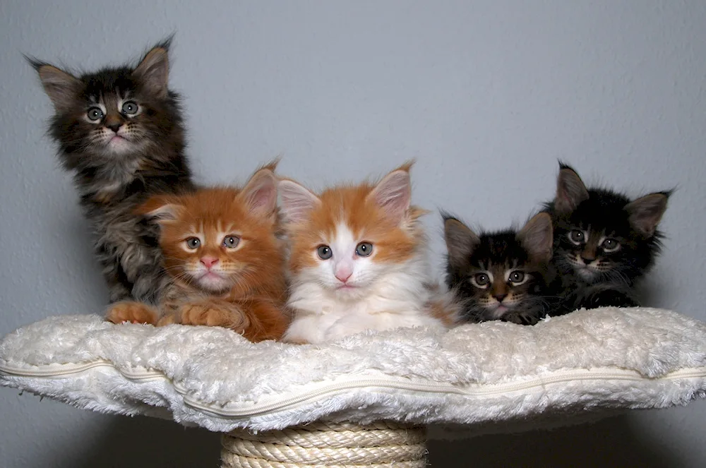 Maine coon kitten