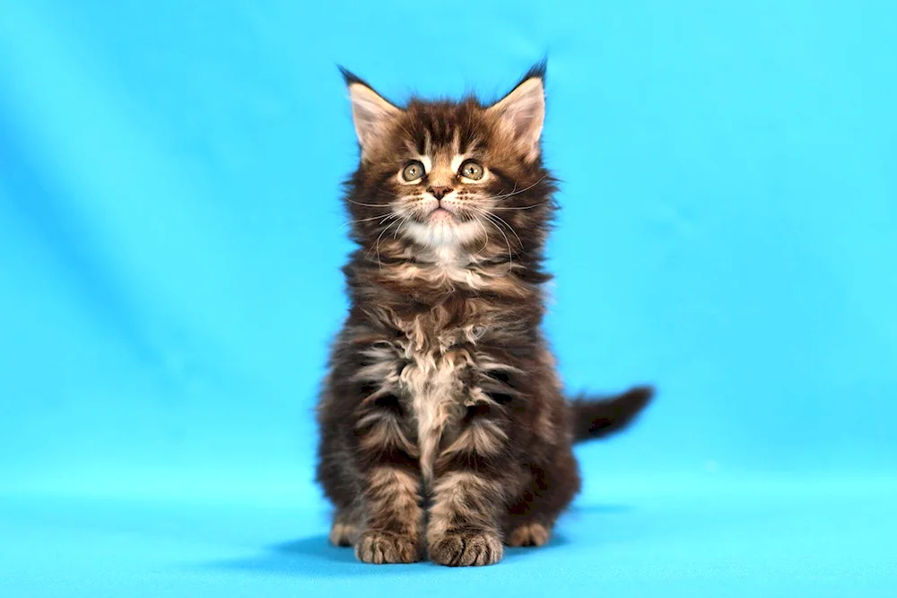 Maine Coon