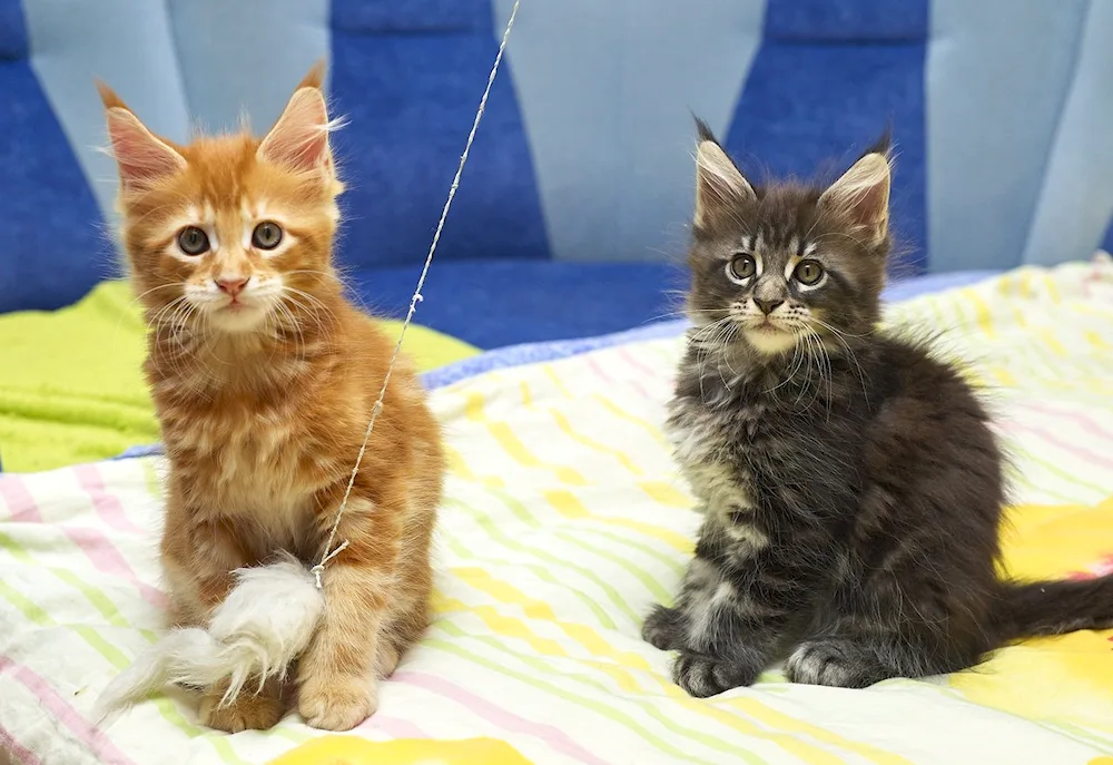 Maine Coon kittens 2 months old