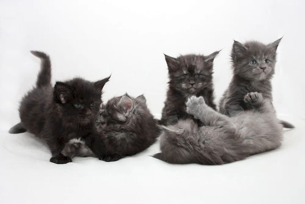 Maine Coon kittens 2 months old