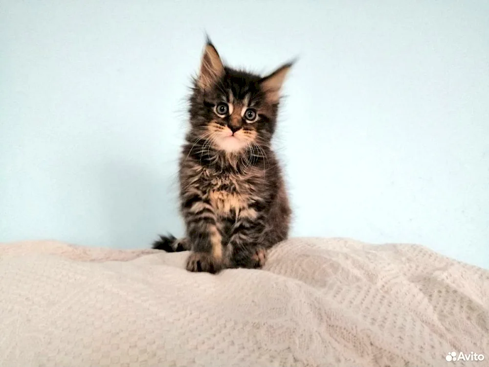 Maine Coon kitten 2 months old