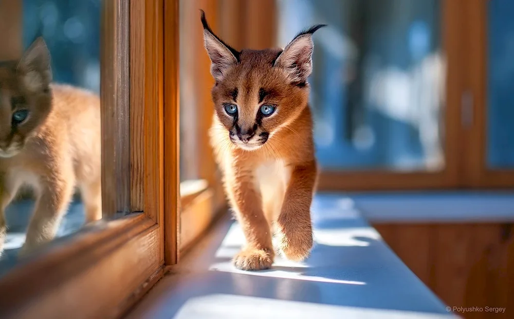 Caracal kittens