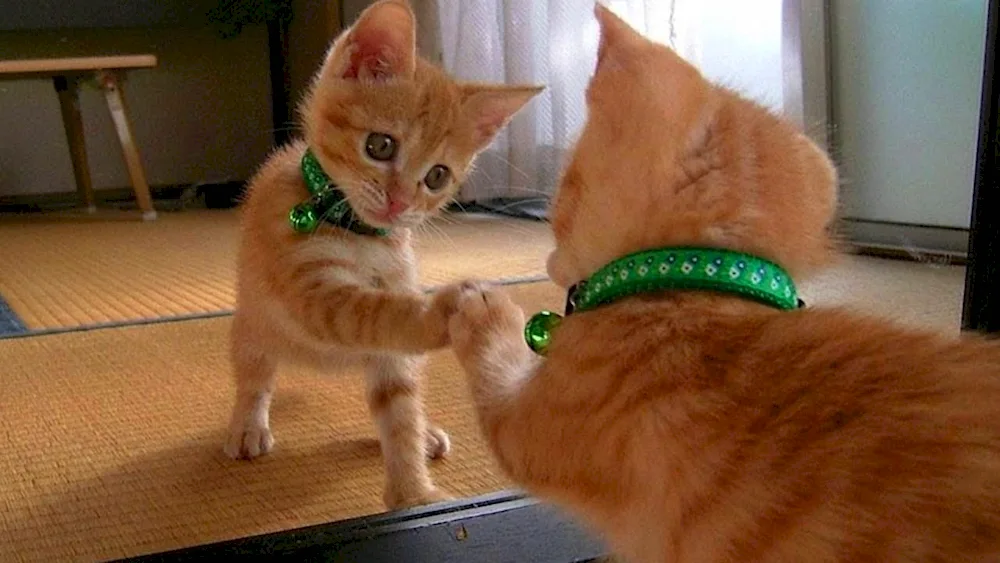 Funny cats to tears tears