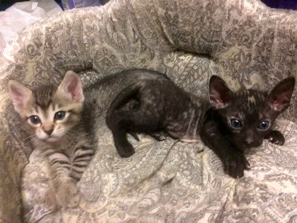 Don Sphynx Brasch kittens