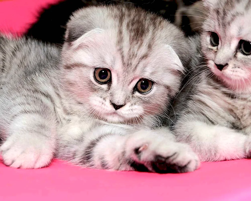 Scottish Fold kittens
