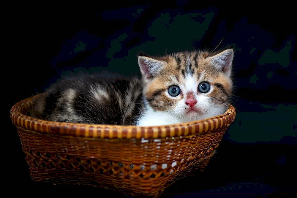 Kittens in a basket