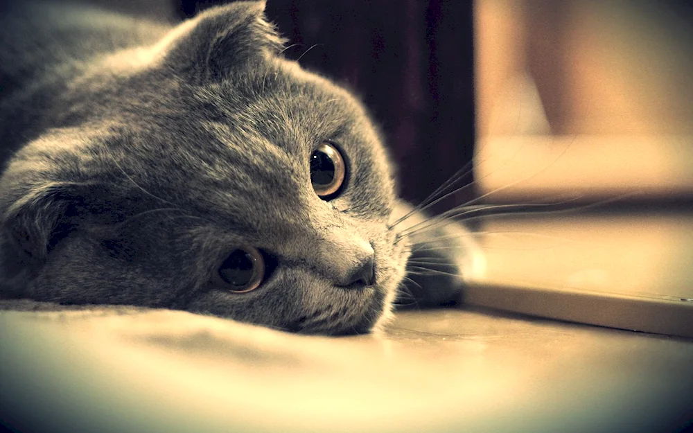 Lonely kitty