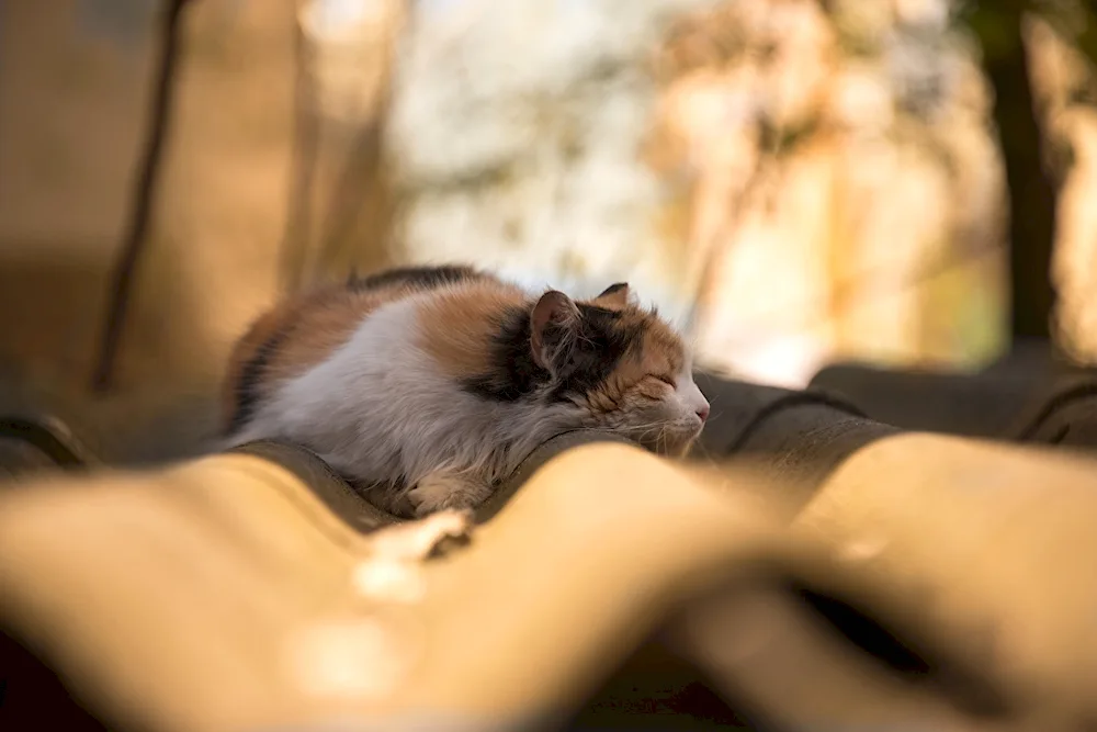 Sleeping kitties