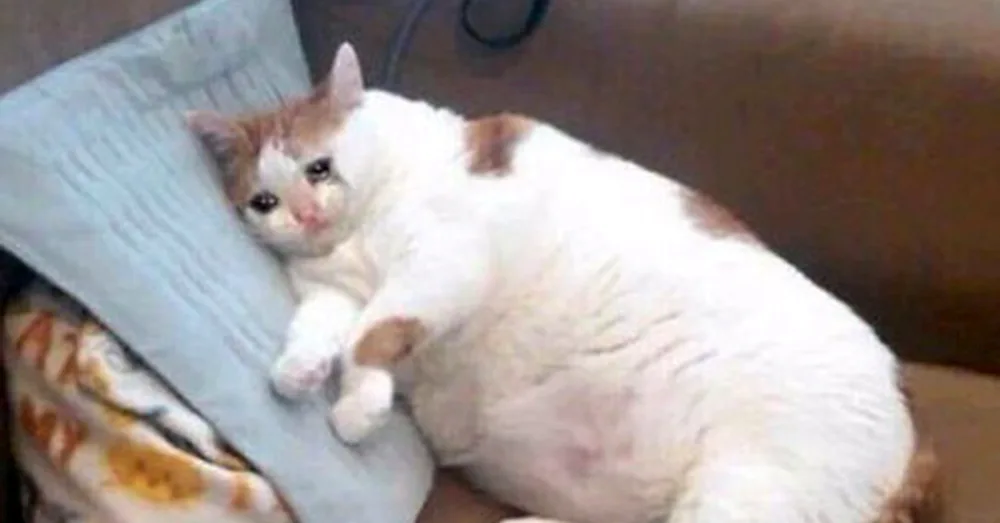 Cat Crying