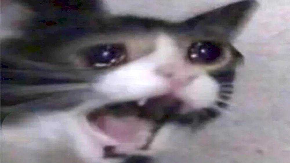 Cat Crying Meme