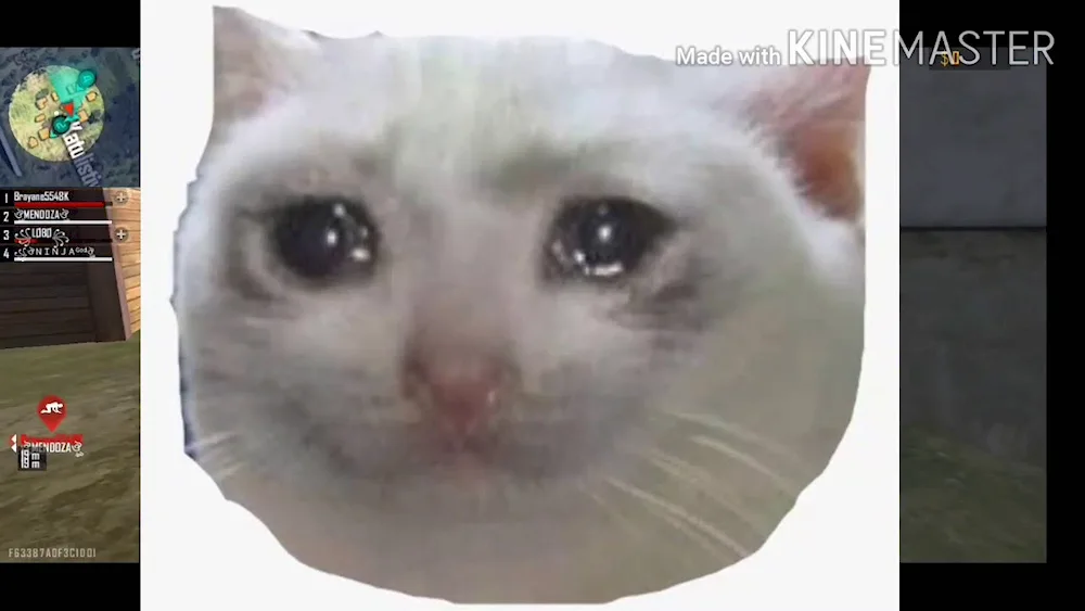 Cat Crying
