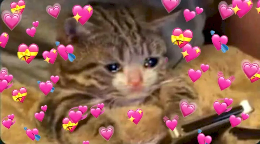 Kitten crying
