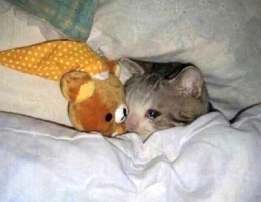 Cat Crying