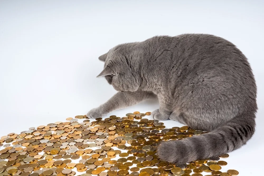 Money cat