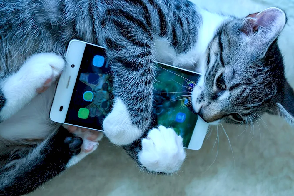 Cat with a phone