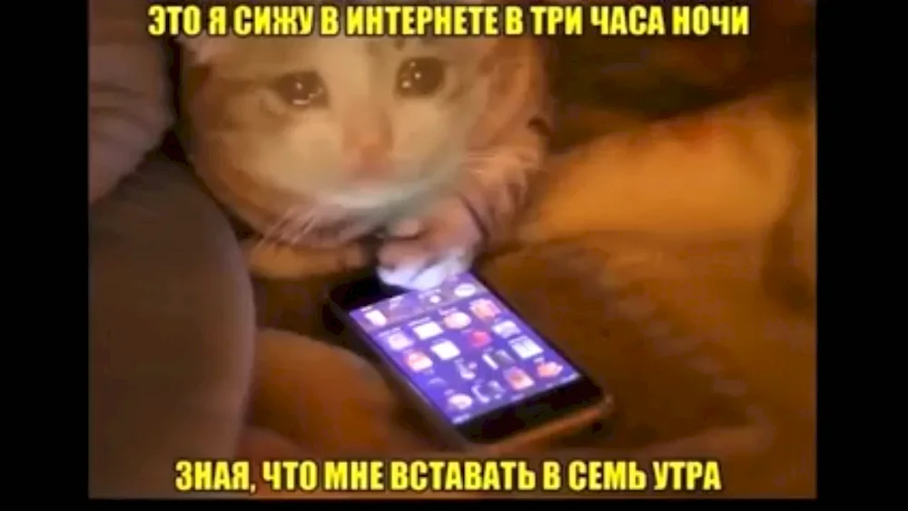 Cat with phone