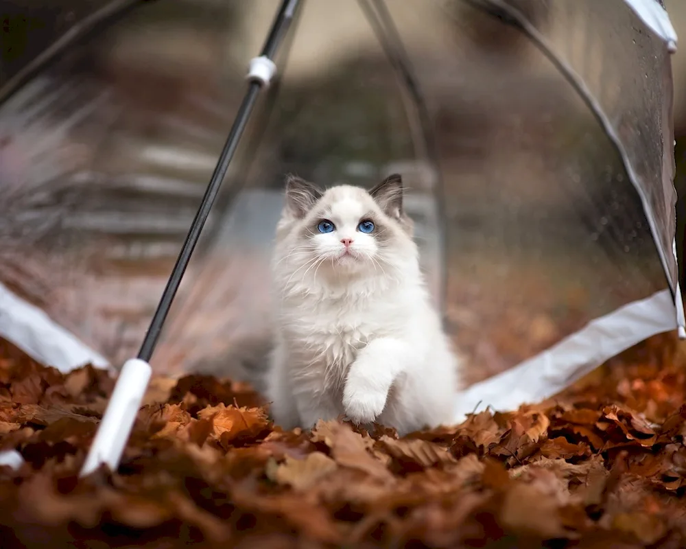 Cat swimming