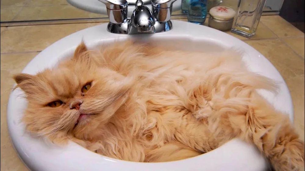 Cat in the bath