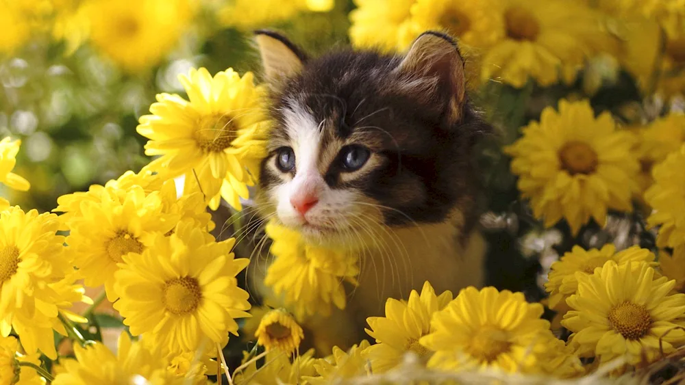 British shorthair cat cat with yellow eyes