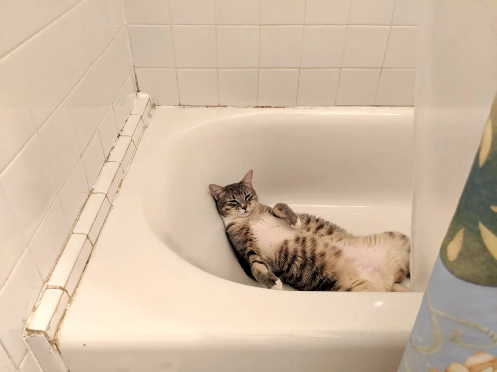 Cat in the bath