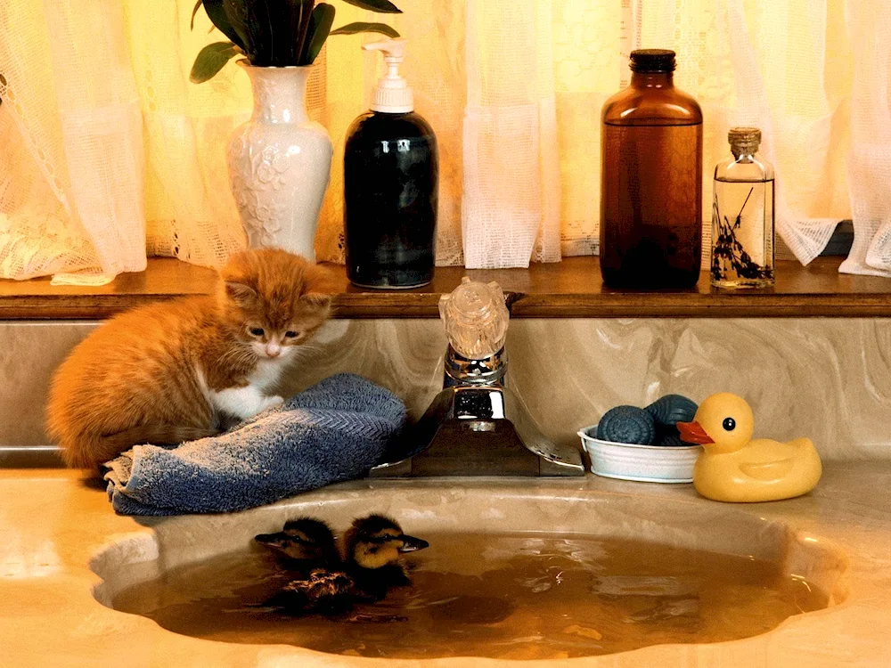 Cat in the bath