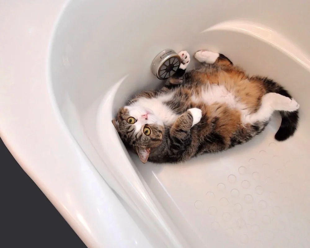 Cat in the bath