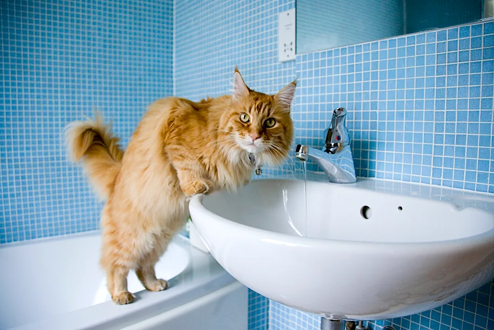 Cat in the bath