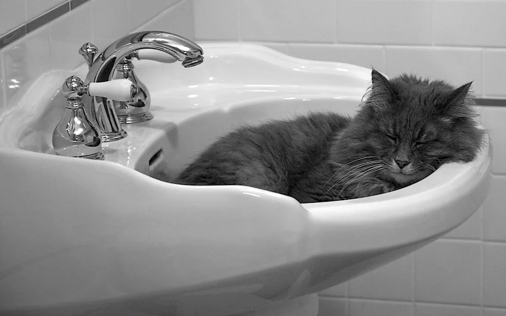 Cat bathing